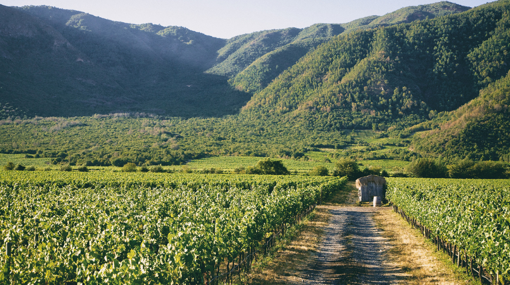 Viñedos Emiliana