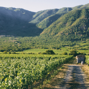 Viñedos Emiliana