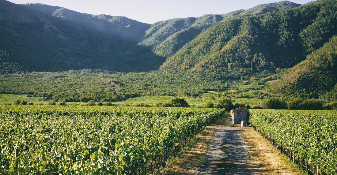Viñedos Emiliana